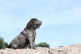 SHAR-PEI 234